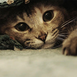 Meet your Posher, Olive